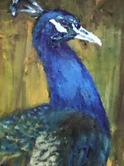 Original Beautiful Peacock Painting Oil In Canvas 16×20 Inches Unframed