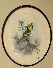 Allan Brooks Original Bird Art Painting -Hermit Warbler, Signed, Published 1923