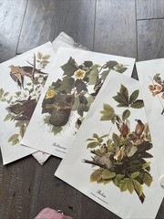 10 Best Loved Bird Prints by Audubon – Full Color Prints Vintage –