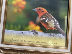 Vintage Ornate Gold Bird Art Frames Featuring Lovely Bird Prints & Quotes Set 2