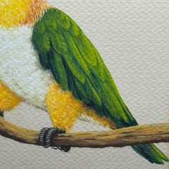 Deborah Helmonds Original Parrot Painting Framed Black-Headed Caique Bird Art