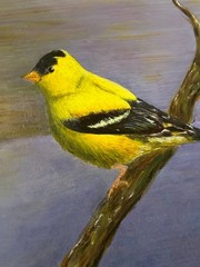 Estate Owned Hobby Artist Acrylic Gold Finch Bird Painting 11×11 on Birch Panel
