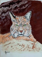 The BOBCAT.12×16 Inch Acrilic Painting On Stretched Canvas By PEACE PIPE STUDIO
