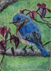 Bluebird New York State Bird Miniature art ACEO watercolor painting original