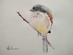Fairy Wren, Birds, Watercolor artwork, Handmade, Original painting on paper