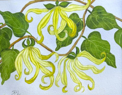 PAINTING WATERCOLOR YLANG – YLANG FLOWERS GREEN YELLOW 11X14 & DOUBLE MAT 16X20