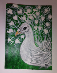 ACEO original white rare peacock bird painting 2.5×3.5 by Jayne