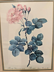 Vintage Botanical Print Rosa Damascena Aurora Rose Wall Art Gold Frame 15″x18.5″