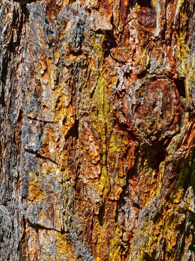 Pine Sap – Digital Inkjet Photo Print – 9″ x 12″ with border