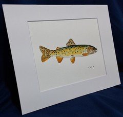Bonneville Trout Original watercolor 8″x10″ in 11″x14″ acid free matt