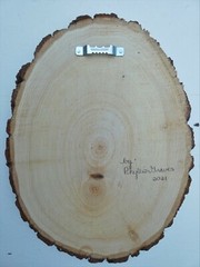 Hand Painted Hairy Woodpecker On Live Edge Basswood By Phyllis