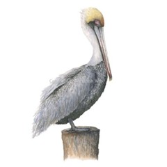 Pelican 8″x10″ Giclee Print of Hand-Painted Watercolor, Unframed