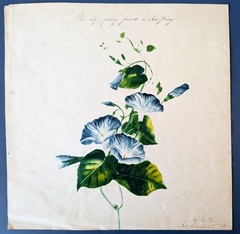 1843 Schoolgirl Botanical Morning Glory Watercolor Painting Amateur Folk Art