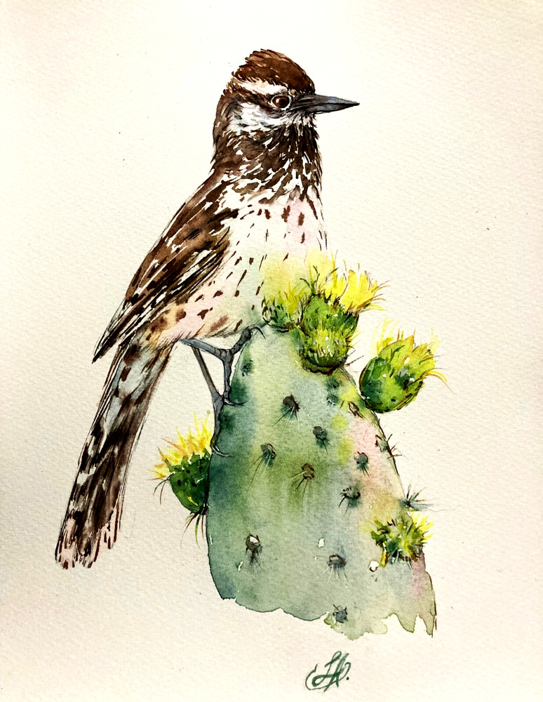 Cactus Wren Bird Watercolor Original Painting