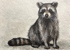 Watercolor Painting Raccoon Animals ACEO Art No.172