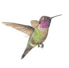 Anna’s Hummingbird Giclee Print of Hand-Painted Watercolor, Unframed