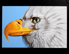 Bald Eagle Original Painting 11 x 14″ Acrylic on Canvas Board Wildlife Art