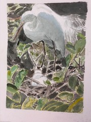 Egret Mom and Babies, Delray Bch / orig. w/c / 9″ x 12″ / Mimi Davis, Artist