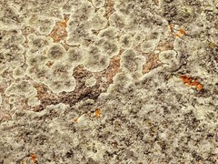 Lichens on Rock 2 – Digital Inkjet Photo Print – 9″ x 12″ with border