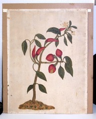 Botanical Painting Peppers w Flowers & Leaves Handmade Watermarked Paper Antique