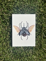 ACEO Art Card Original Beetle Insect „Specimen # 02“ 2.5×3.5 in (2/3)