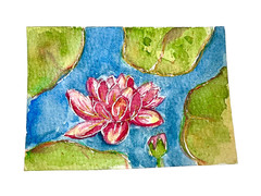 ACEO Original lotus lily pad flower ATC OOAK Cherie Donnell