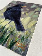 Bird Blackbird Oil Painting 5×7 inches Signed by the artist