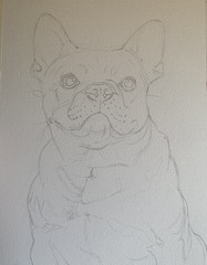 Original watercolor French Bulldog colorful cute Made to order pet portrait art