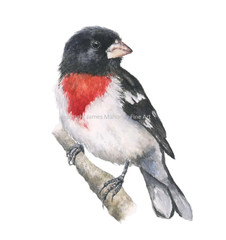Red-Breasted Grosbeak 01 Giclee Print of Hand-Painted Watercolor, Unframed
