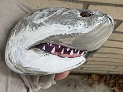 Shark W/natural Mouth Indentation Painted on a Rock! Approx 5 1/2“ X 4“ X 2“￼