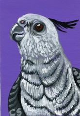 ACEO ATC Original White Faced Cockatiel Pet Bird Art Painting -Carla Smale