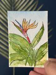 ACEO Original Watercolor And Ink Tropical Flower By JMJager