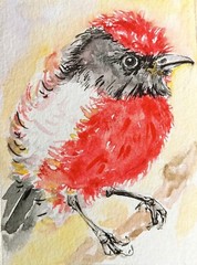 ACEO Colorful exotic Bird art Original painting,watercolor,walldecor homeDesign