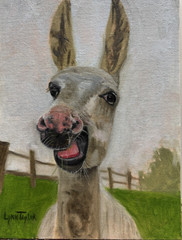 LYNN TAYLOR Oil Painting Donkey Animal ORIGINAL 9 X 12