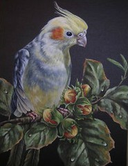 Cockatiel exotic bird wildlife Fig painting