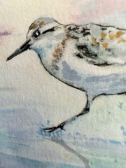 ACEO “Walking On Water” Sandpiper Multi-Media By Sheila Lofgreen