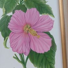 Oil Painting on Canvas Signed Patsy Crawford Hibiscus 1/97 #75 Floral