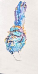 Fairy WrenBlue bird art,original Watercolor painting,bird lover Unique gift 5×9″