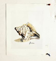 Shell – #1, 8×10 Hand painted on Giclee Canvas, Canvas-only