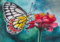 Watercolor Painting Butterfly Insect Red Flower Nature ACEO Art