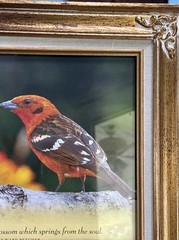 Vintage Ornate Gold Bird Art Frames Featuring Lovely Bird Prints & Quotes Set 2