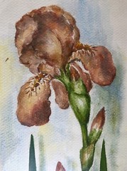 Artist NELLY DEACHMAN Original IRIS Watercolor Painting x2 ORANGE & YELLOW PAIR