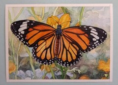 Monarch Butterfly Painting Original Watercolor Small Art 5x7in Insect wildlife