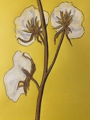 THREE COTTON BOLLS Harvest Season Painting K C Jones Farmhouse Southern Farm Art