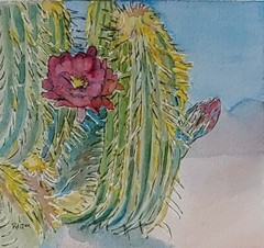 Vivid Desert Blooming Cactus Watercolor & Ink RAMfish Artist 8 1/4″ X 8 3/4″