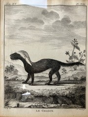 6 zoological illustrations, framed, 31×36 cm