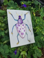 Original ACEO Watercolor – Beetle – Insect – Shayna Leib – #2/100 – „Mabel“