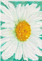 Flower ACEO Original White Daisy on Aqua Watercolor Painting, Sharon Foster