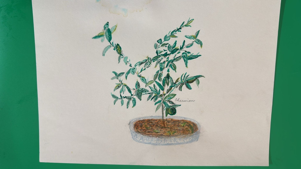 Original Signed Watercolor Bonsai Tree Botanical Art 9×12″ Charman 2016