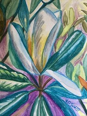 MAGNOLIA Water-soluble Crayon Painting Louisiana Mississipi flower K C Jones Art
